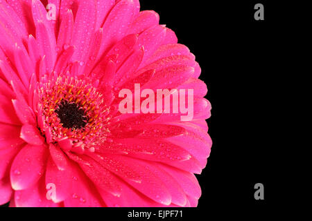 Pink gerbera con gocce di acqua su sfondo nero Foto Stock