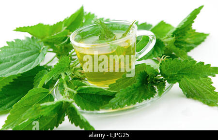 Verde tè alle erbe con un fresco e ortica su sfondo bianco Foto Stock