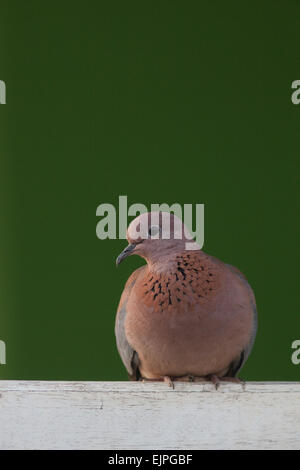 Ridendo, Palm o il Senegal Colomba (Spilopelia senegalensis). Squatting su una staccionata di legno. Il Ghana. Africa occidentale. Foto Stock