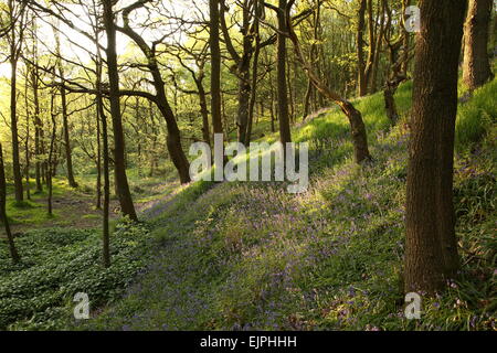 Un percorso attraverso una bluebell legno in Dobcross, Oldham, Regno Unito Foto Stock