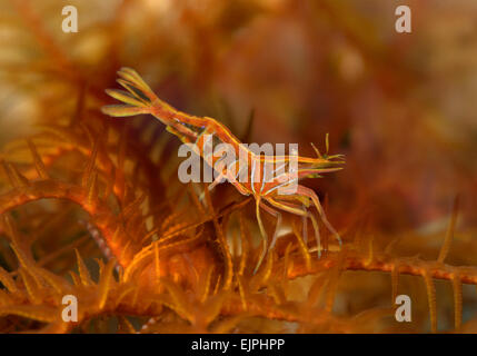 Gamberi Featherstar - Hippolyte prideauxiana Foto Stock