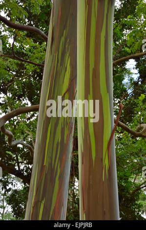 Keahua Arboretum e dipinto di rainbow di alberi di eucalipto lungo il torrente Keahua in Kauai Hawaii Foto Stock