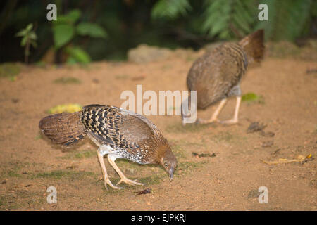 Sri Lanka Jungle Fowl (Gallus lafayettii). Le galline o le femmine. Endemica e uccello nazionale dello Sri Lanka. Sinharaja Rain Forest riserva Foto Stock