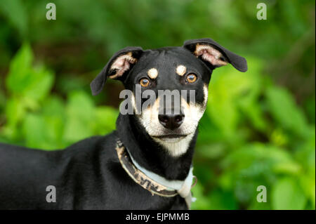 Un giovane cane sta cercando curiosamente in piedi tra gli alberi del parco. Foto Stock