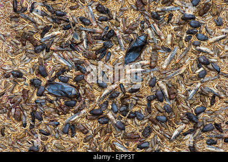 Gli insetti commestibili. Cavallette, Buffalo Worms, Grilli, Mealworms, coleotteri, scorpioni, waterbugs e cavallette. Il cibo del futuro Foto Stock