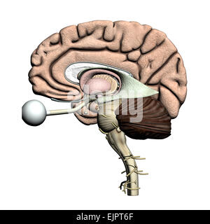Cervello sezione isolata su bianco Foto Stock