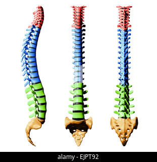 Le vertebre della colonna vertebrale - parti a colori Foto Stock