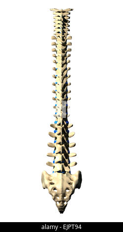 Le vertebre della colonna vertebrale - Vista posteriore / Vista posteriore Foto Stock
