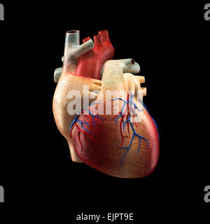 Vero cuore isolato su nero - Anatomia Umana modello Foto Stock