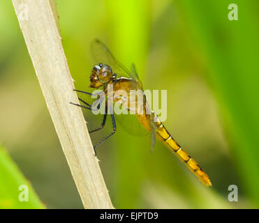 Fiery Dragonfly Skimmer (Orthetrum villosovittatum), femmina, Territorio del Nord, l'Australia Foto Stock