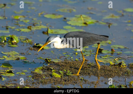 Pied airone rosso (Ardea Picata) pesca, Mamukala Wetlands, Territorio del Nord, l'Australia Foto Stock