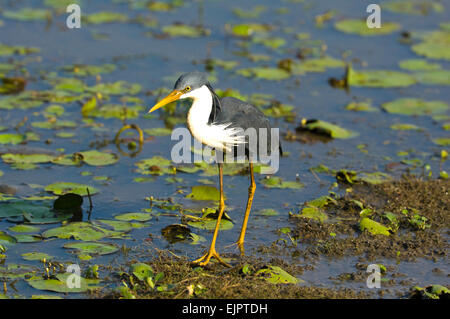 Pied airone rosso (Ardea Picata) pesca - Mamukala Wetlands, Territorio del Nord, l'Australia Foto Stock