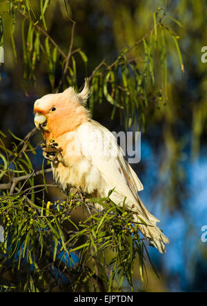 Grandi Mitchell's Cacatua - Alimentazione - Mungo National Park, New South Wales, Australia Foto Stock