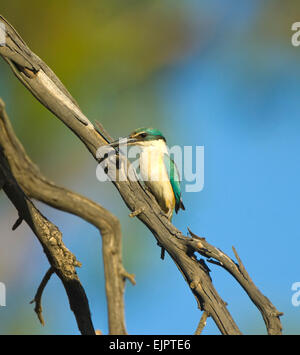 Sacro Kingfisher (Todiramphus sanctus) arroccato, Yanga ha National Park, New South Wales, Australia Foto Stock