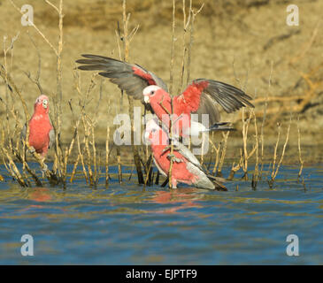 Galahs / Rose-breasted Cockatoo / Roseate Cacatua (Cacatua roseicapilla) arroccato, Mungo National Park, NSW, Australia Foto Stock