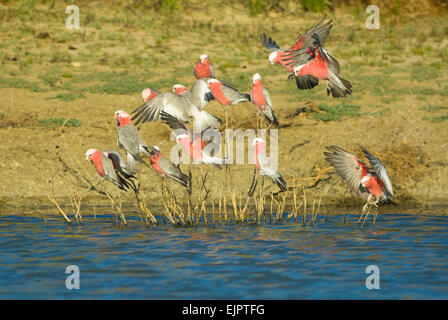 Galahs / Rose-breasted Cockatoo / Roseate Cacatua (Cacatua roseicapilla) proveniente da bere, Mungo National Park, NSW, Australia Foto Stock