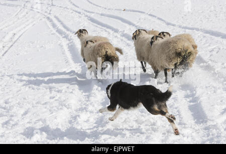 Cane domestico, Border Collie sheepdog, adulto, imbrancandosi Swaledale pecore Pecore nella neve, Hawes, Wensleydale, Yorkshire Dales N.P., North Yorkshire, Inghilterra, Marzo Foto Stock