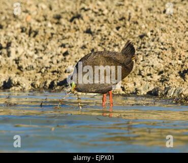 Nero-tailed Native-hen (Gallinula ventralis) wading - Mungo National Park, New South Wales, Australia Foto Stock