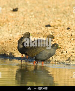 Nero-tailed Native-galline (Gallinula ventralis ) trampolieri, Mungo National Park, New South Wales, Australia Foto Stock