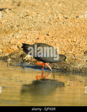 Nero-tailed Native-hen (Gallinula ventralis) trampolieri, Mungo National Park, New South Wales, Australia Foto Stock