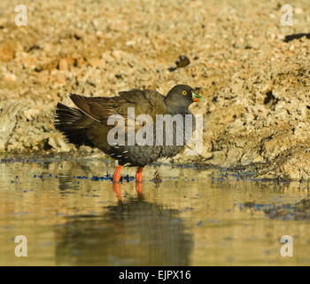 Nero-tailed Native-hen (Gallinula ventralis) wading - Mungo National Park, New South Wales, Australia Foto Stock