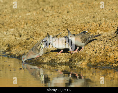 Crested Piccioni (Ocyphaps lophotes) bere da una piscina all'alba - Mungo National Park, New South Wales, Australia Foto Stock