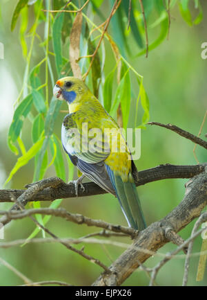 Crimson Rosella (Platycercus elegans) (gara flaveolus) - Yanga ha National Park, New South Wales, Australia Foto Stock