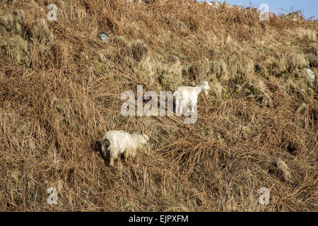 Feral Bianco capre sulla alimentazione bracken su Isle of Jura, Scozia. La leggenda narra che quando sono sceso da animali acquistati all'isola dai vichinghi. Foto Stock