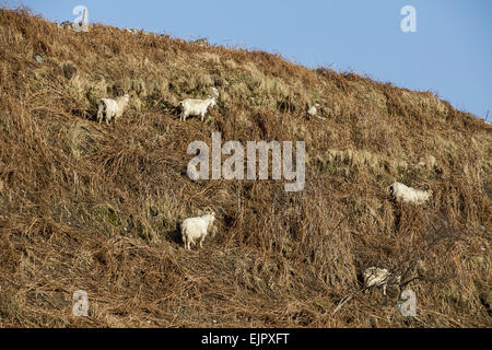 Feral Bianco capre sulla alimentazione bracken coperto sul lato collina, Isle of Jura, Scozia. La leggenda narra che quando sono sceso da animali acquistati all'isola dai vichinghi. Foto Stock