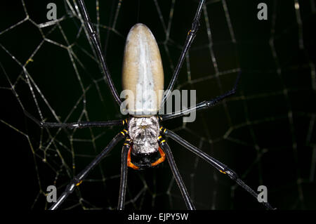 Il gigante del nord Golden Orb Web spider (Nephila pilipes), Queensland, Australia Foto Stock