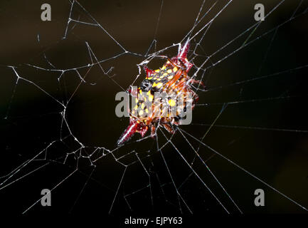 Crablike spinoso Orb Weaver (Gasteracantha fornicata) / ragno granchio / spinosa-backed orbweaver, Queensland, Australia Foto Stock