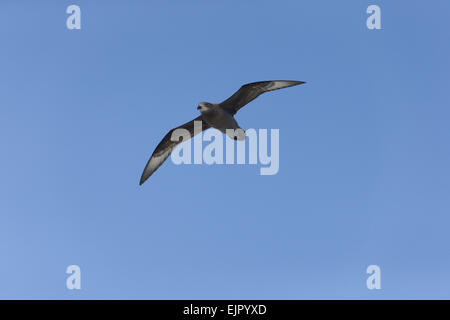 Murphy's Petrel Pterodroma (ultima) adulto, in volo, Tenararo isola, isole Tuamotu, Polinesia francese, Novembre Foto Stock