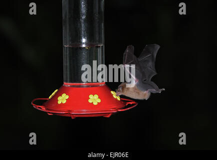Nettare arancione Bat (Lonchophylla robusta) adulto, in volo, alimentazione da alimentatore hummingbird di notte, la Tettoia Lodge, El Valle, Panama, ottobre Foto Stock