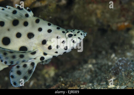 Humpback raggruppatore (Cromileptes altivelis) adulto, close-up di testa, Lembeh Straits, Sulawesi, maggiore Sunda Islands, Indonesia, Novembre Foto Stock