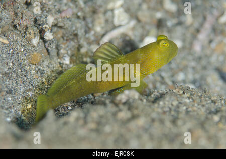 Giallo (Shrimpgoby Cryptocentrus cinctus) adulto, appoggiato sulla sabbia nera, Lembeh Straits, Sulawesi, maggiore Sunda Islands, Indonesia, Novembre Foto Stock