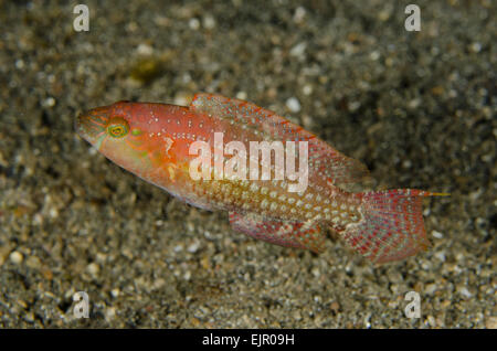 Due spot Wrasse (Oxycheilinus bimaculatus) adulto, nuoto su sabbia nera, Lembeh Straits, Sulawesi, maggiore Sunda Islands, Indonesia, Novembre Foto Stock