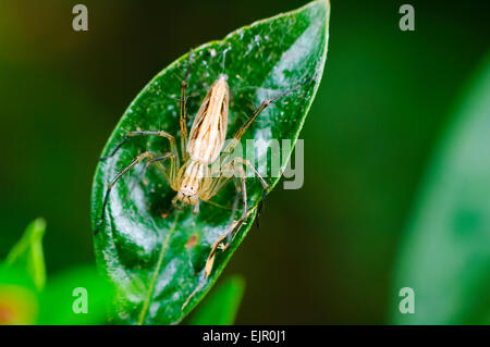 Lynx Spider (Oxyopes quadrifasciatus, Oxyopedae), Mary River, Territorio del Nord, l'Australia Foto Stock