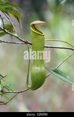 Miracolosa di impianto di distillazione (Nepenthes distillatoria) 'trappola pitfall' formate da foglie modificate, crescendo nella foresta pluviale di pianura, riserva forestale di Sinharaja, Sri Lanka, Gennaio Foto Stock