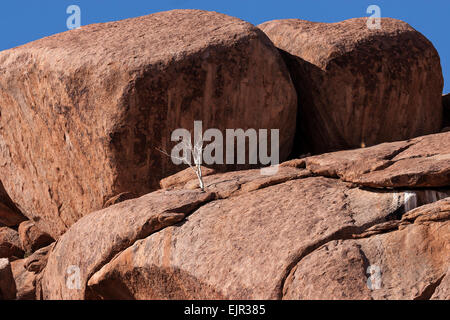 Pastore della struttura (Boscia albitrunca) tra rocce di Twyfelfontein, Namibia Foto Stock