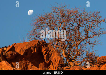 Balsam tree (glaucescens Commiphora) tra rocce, della luna nel cielo, Twyfelfontein, Namibia Foto Stock