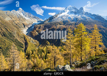 Bosco di larici in autunno e vista delle montagne di Chamonix dietro, alpi, Francia Foto Stock