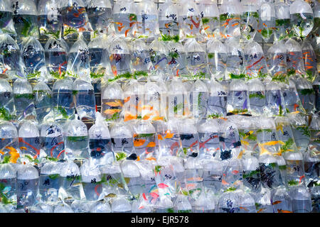 Pesci di acquario visualizzati in sacchetti di plastica per la vendita nel mercato pesciolino in Mong Kok, Hong Kong. Foto Stock