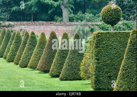 Erddig Hall gardens, Wrexham, Wales, Regno Unito. Ritagliato yew topiaria da nel ristrutturato giardino Foto Stock
