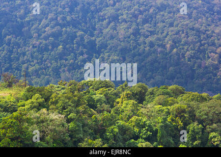 Forest angolo alto livello view con copia spazio su sopra Foto Stock