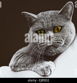 Ritratto di giovane a pelo corto britannico gatto grigio su sfondo nero Foto Stock