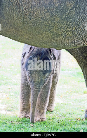 AFRICA elefante, Loxodonta africana, pochi giorni Foto Stock