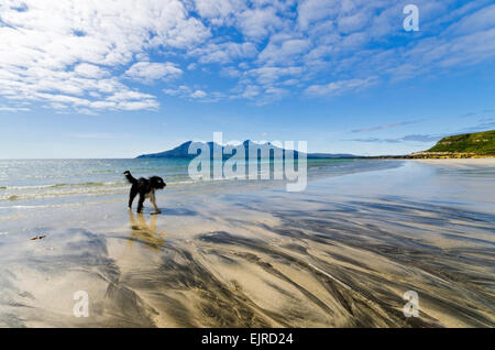 Vista dell isola di rum da laig bay isola di eigg con terrier cane Foto Stock