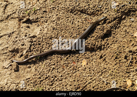 Slow-worm lizard sulla sabbia calda road. Foto Stock