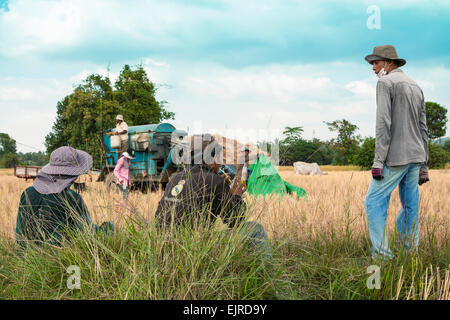Stagione di raccolto in Cambogia, in Asia. Un uomo di rottura sul campo di riso. Foto Stock