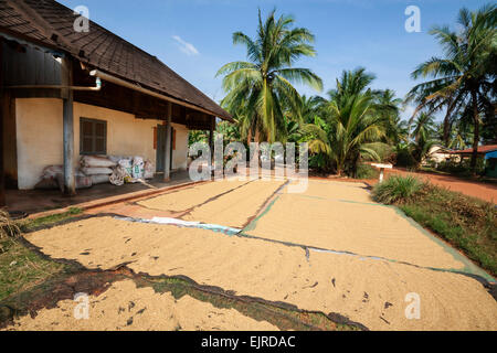 Stagione di raccolto in Cambogia, in Asia. Macchina di trebbiatura sul campo di riso. Foto Stock